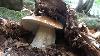 Beautiful Porcini Mushrooms Collected In The Park Of The Hundred Lakes September 2022
