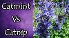 Catmint Vs Catnip And How To Tell The Difference