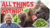 Catnip Considered Is It Right For Your Cat