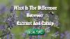 Difference Between Catnip And Catmint