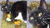 Funny Cats React To Catnip 2021 Tiktok Compilation Cat 2021 Joyspets