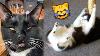 Funny Cats React To Catnip 2 Tiktok Compilation 2023 Joyspets