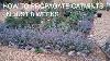 How To Grow And Propagate Catmint Fast