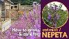 How To Grow Catmint Nepeta The Best Way To Care For Catmint Nepeta
