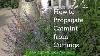 How To Propagate Catmint From Cuttings