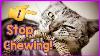 How To Stop Your Cat Chewing Why Is My Cat Destructively Chewing And How To Stop It