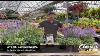 Let S Talk Catmint Nepeta Pro Talk With Sean At The Gardener S Center