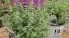 Nepeta Cat S Meow Catmint Sturdy Compact Drought Tolerant Perennial For Sunny Sites