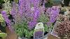 Nepeta Cat S Pajamas Catmint Best Earlier Free Flowering Very Compact New Catmint
