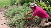 Pruning Catmint 2021