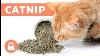 What Is Catnip And How Does It Work Effects And Benefits