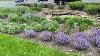 What Is The Difference Between The Different Nepetas Catmint